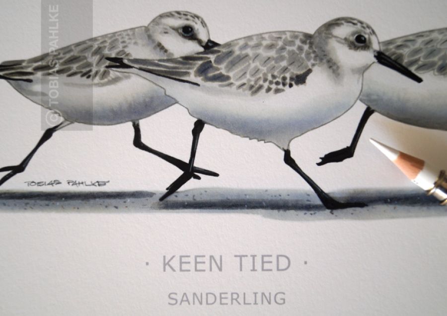 "No time" / Sanderling